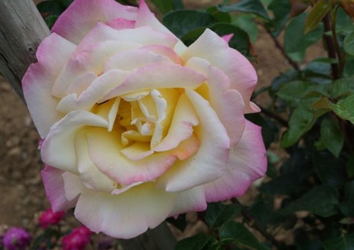 Rosa 'Gloria Dei'